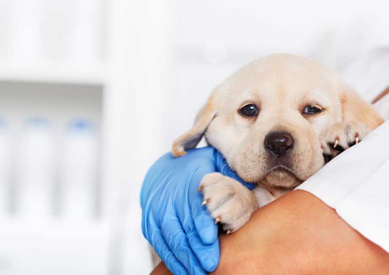 Carousel Slide 1: Puppy veterinary exams