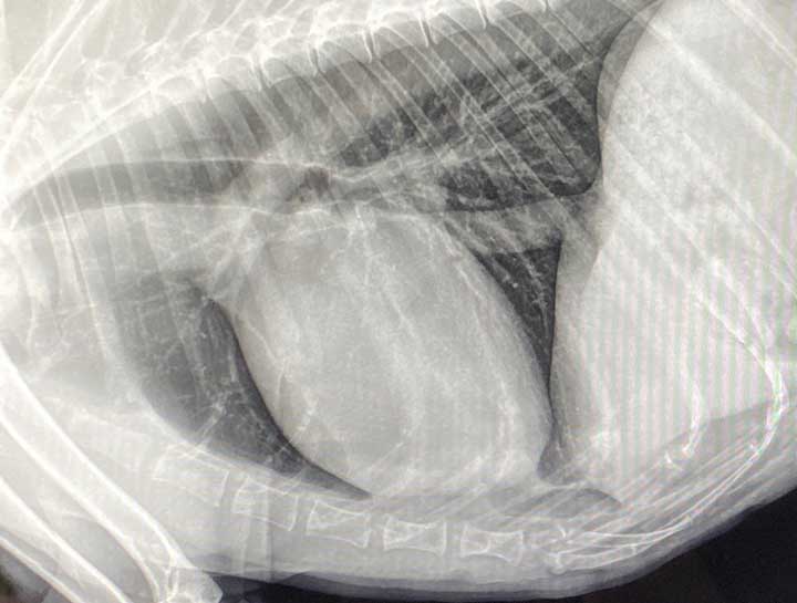 Pet Digital Radiology