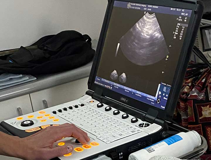 Pet Ultrasound